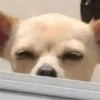 🐶 CHIHUAHUAAA 🎶 5