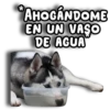 Perritos Husky 🐺💬 13