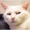 Bombastic side eye 5