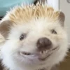 🦔 ERIZO MOODS 🦔 7