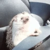 🦔 ERIZO MOODS 🦔 8