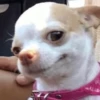 🐶 CHIHUAHUAAA 🎶 7