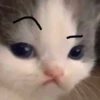 Memes gatitos #3 🐱✨🌷 13