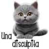Gatito gris 🐈‍⬛🩶 8