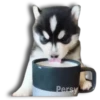 Perritos Husky expresiones 🐺 12