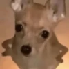 Mood pal perro 🐕🌭 6