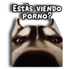 Perritos Husky 🐺💬 16