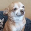 🐶 CHIHUAHUAAA 🎶 8