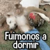 Memes de Animales🪴⭐ 12