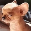 🐶 CHIHUAHUAAA 🎶 9