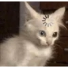 Memes gatitos #3 🐱✨🌷 14