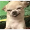 🐶 CHIHUAHUAAA 🎶 10