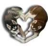 Perritos Husky expresiones 🐺 14
