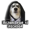 Perritos Husky 🐺💬 21