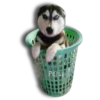 Perritos Husky expresiones 🐺 16