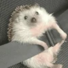 🦔 ERIZO MOODS 🦔 9