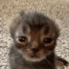 😸 Te lo digo con un gato 😸 8
