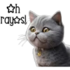 Gatito gris 🐈‍⬛🩶 11