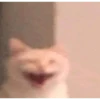 Memes gatitos #3 🐱✨🌷 16