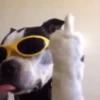 Mood pal perro 🐕🌭 8