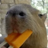 😍 CAPYBARAS 😍 5