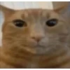 Memes gatitos #3 🐱✨🌷 17