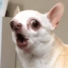 🐶 CHIHUAHUAAA 🎶 11