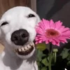 Mood pal perro 🐕🌭 9