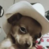 Mood pal perro 🐕🌭 10