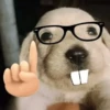 Mood pal perro 🐕🌭 11
