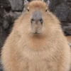😍 CAPYBARAS 😍 6
