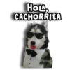 Perritos Husky 🐺💬 23