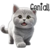 Gatito gris 🐈‍⬛🩶 14