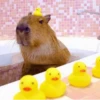 😍 CAPYBARAS 😍 7