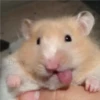 Persy