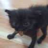 😸 Te lo digo con un gato 😸 9