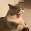 Memes gatitos #3 🐱✨🌷 20