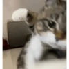 Memes gatitos #3 🐱✨🌷 21