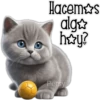 Gatito gris 🐈‍⬛🩶 16