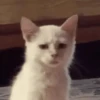 😸 Te lo digo con un gato 😸 10