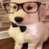 Mood pal perro 🐕🌭 12