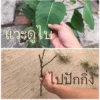 Thai Meme Sticker - V1 21