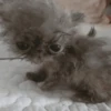 😸 Te lo digo con un gato 😸 11