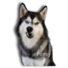 Perritos Husky expresiones 🐺 19