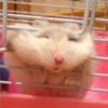 Persy