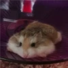 Persy