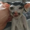 😸 Te lo digo con un gato 😸 12