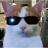 Memes gatitos #3 🐱✨🌷 23