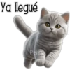 Gatito gris 🐈‍⬛🩶 17