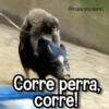 Memes de Animales🪴⭐ 14